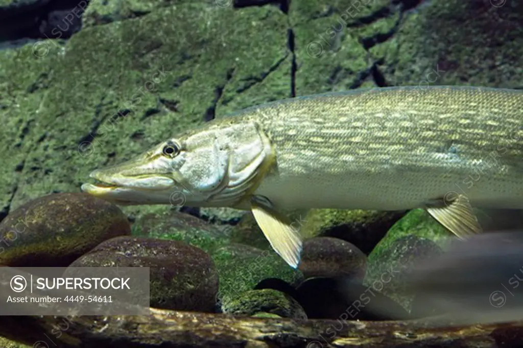 Pike, Esox lucius