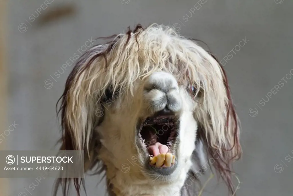 Lama pacos, alpaca with funny hairstyle in a zoo, Andes, South America, America
