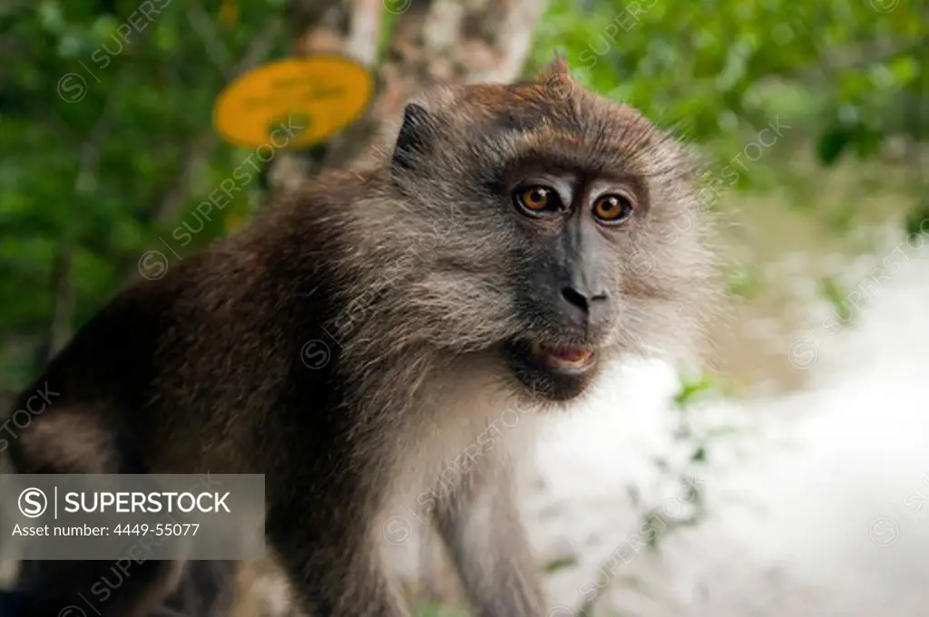 Monkey at entrance to Bat Cave, Kilim Geoforest Park in the north-east of Lankawi Island, Malaysia, Asia