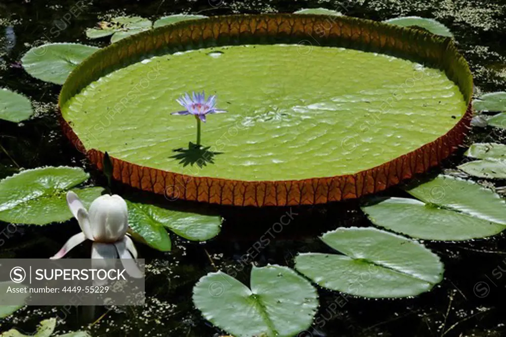 Victoria Regia water lily in the botanical garden of Pamplemousses, Mauritius, Africa