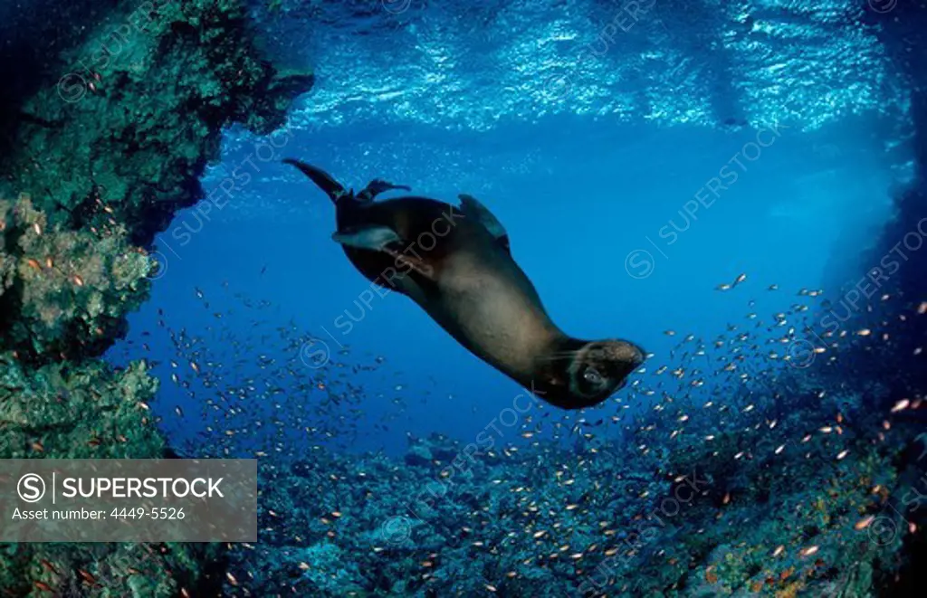 Galapagos Sea Lion, Zalophus californianus wollebacki, Ecuador, South America, Galápagos, Galapagos, Island, Pacific Ocean