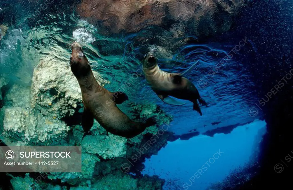 Galapagos Sea Lion, Zalophus californianus wollebacki, Ecuador, South America, Galápagos, Galapagos, Island, Pacific Ocean