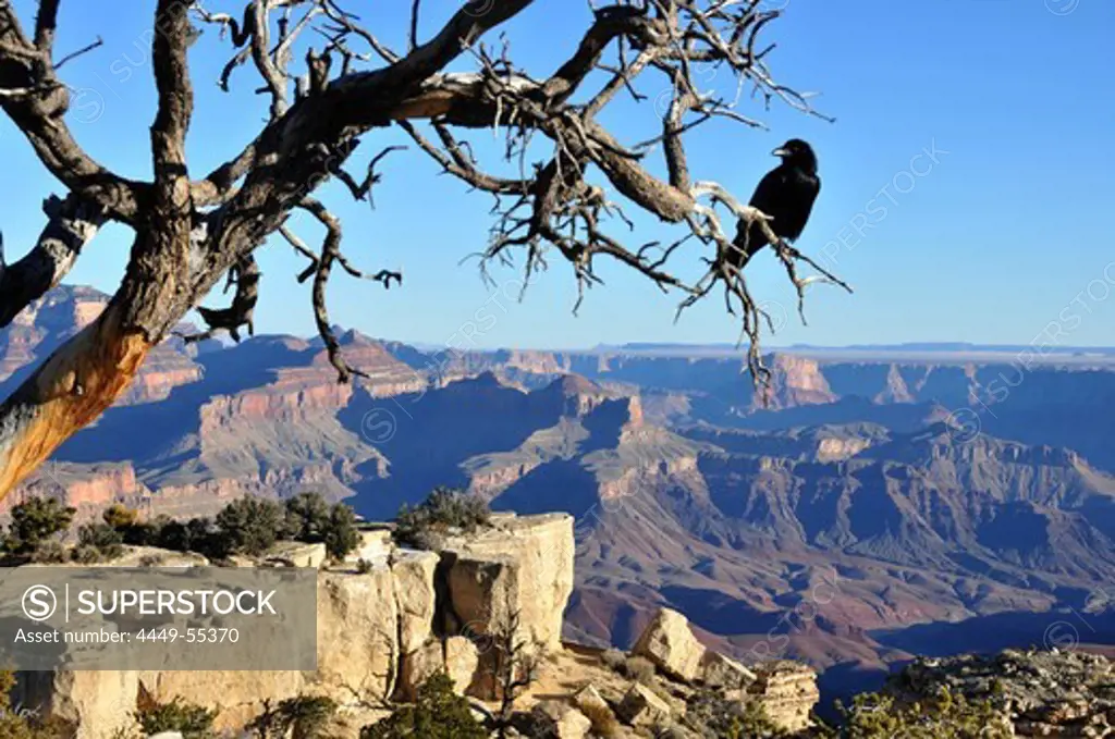 Tree with raven at South rim, Grand Canyon, Arizona, southwest USA, America