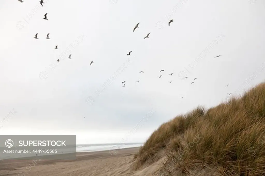 Sandy beach and gulls, Great Highway, Pazific Ocean, San Francisco, California, United States of America, USA