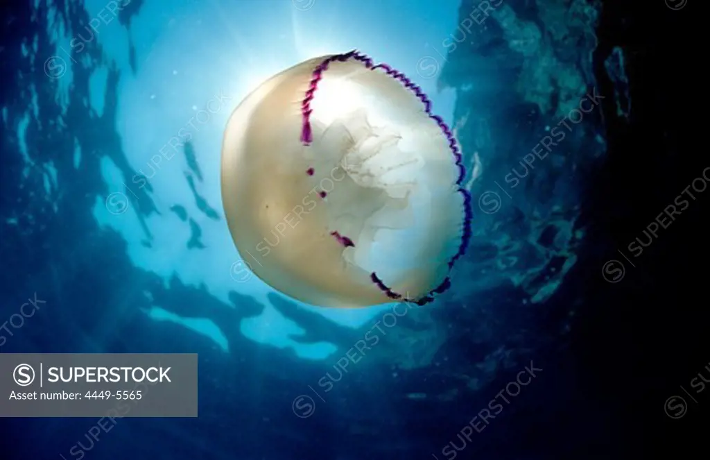 Jellyfish, Rhizostoma pulmo