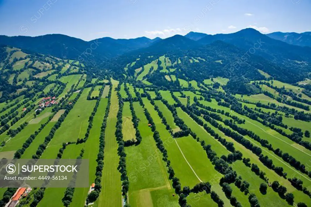 High angle view of rows of trees in the sunlight, Province of Bad Toelz, Upper Bavaria, Germany, Europe