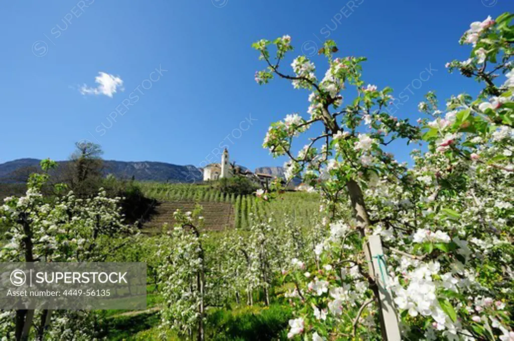Rows of apple trees in blossom and village with church in background, Eppan, Meran, South Tyrol, Italy, Europe