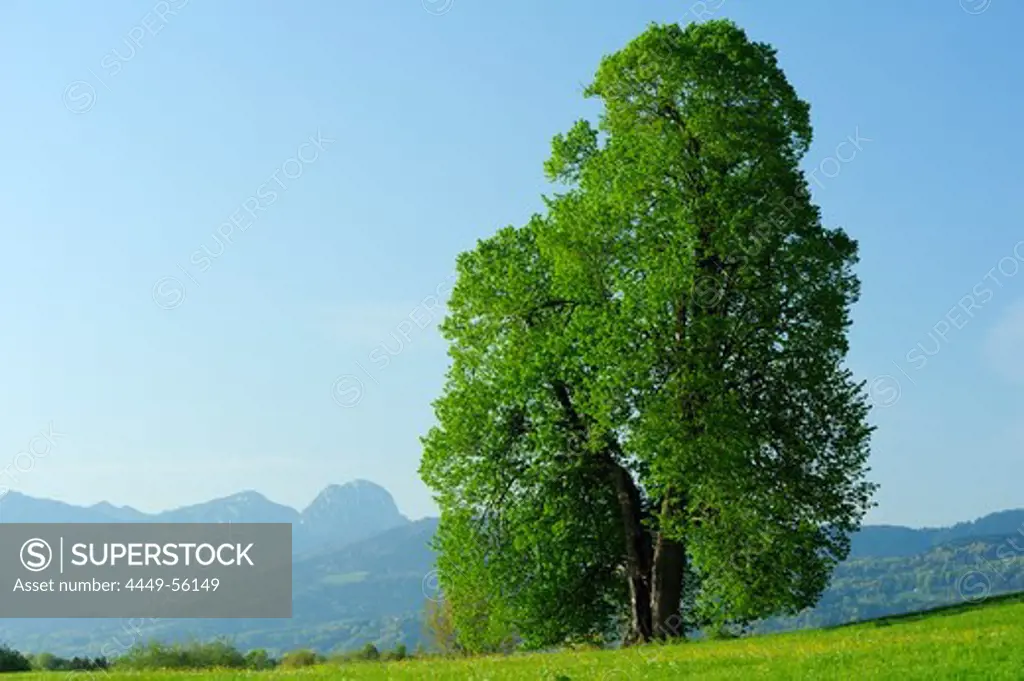 Huge lime-tree in front of Wendelstein, Bad Aibling, Bavarian Alps range, Upper Bavaria, Bavaria, Germany, Europe