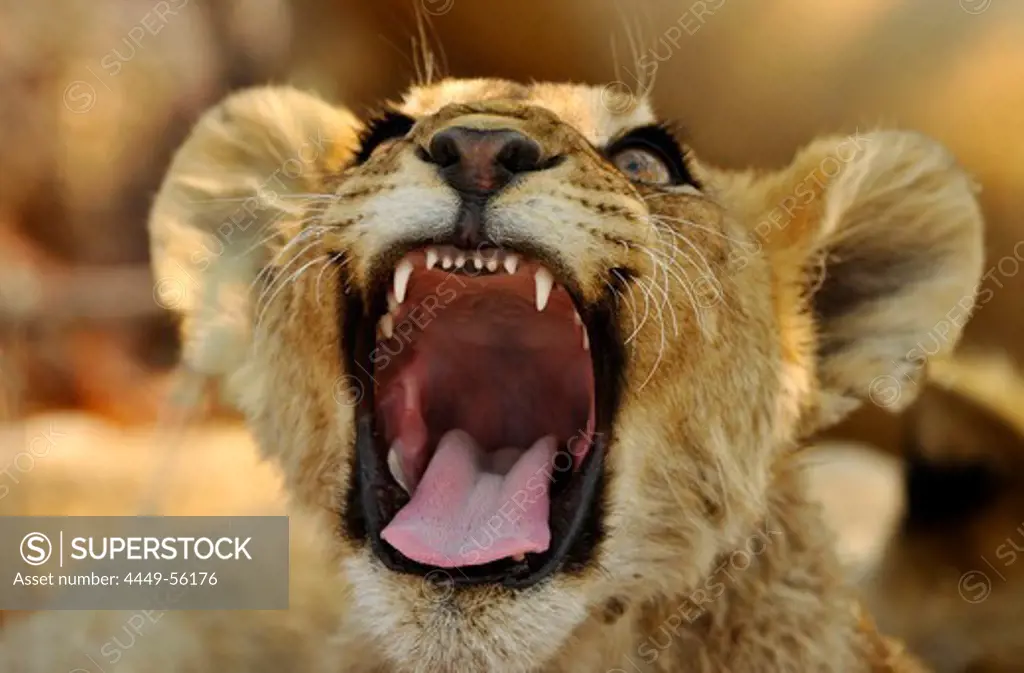 Lion cub roaring, Etosha National Park, Namibia, Africa