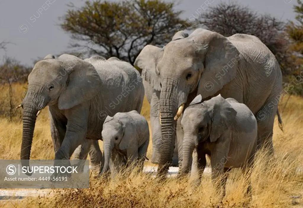 Elephants with cubs, Etosha National Park, Namibia, Africa