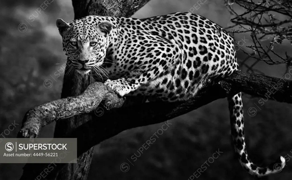 Leopard on a tree, Etosha National Park, Namibia, Africa