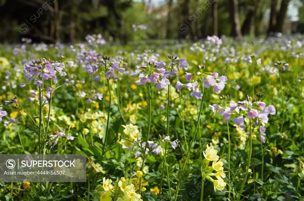 Flower meadow with lady's smock (Cardamine pratensis) and oxlips (Primula elatior), Upper Bavaria, Germany