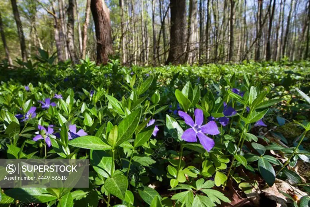Lesser periwinkle (Vinca minor) in a deciduous forest in spring, Upper Bavaria, Germany
