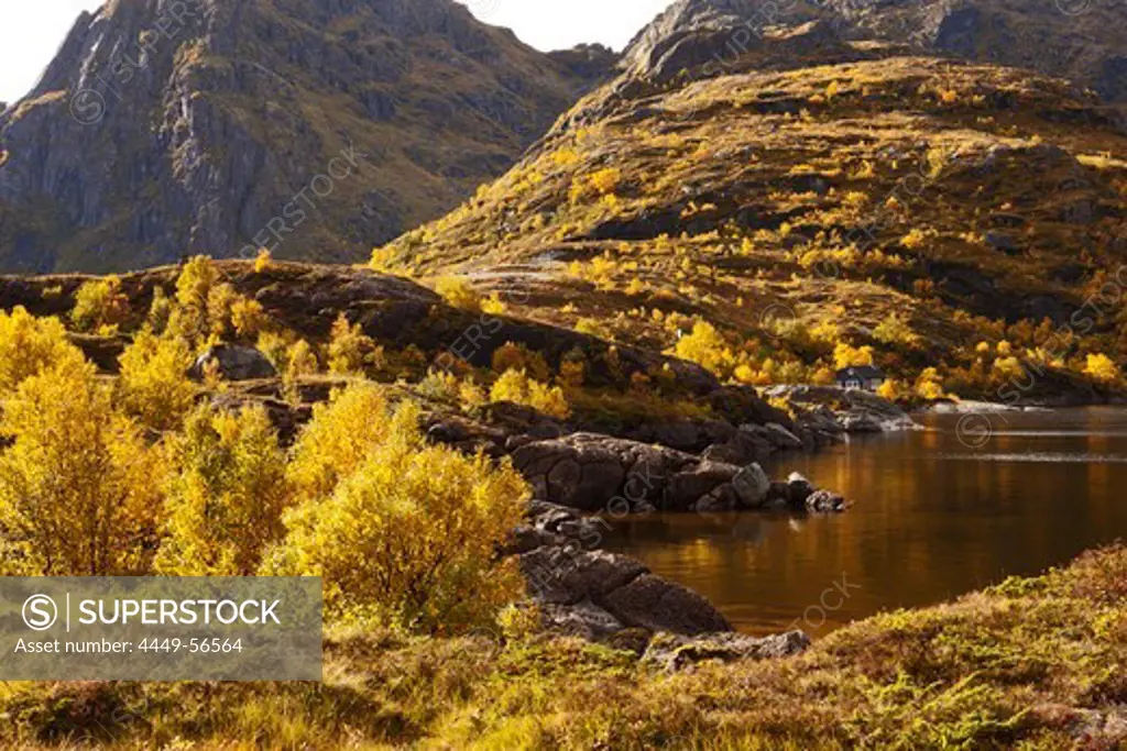 Landscape on the Lofoten at A, Autumn, Moskenesoy, Nordland, Norway, Scandinavia, Europe