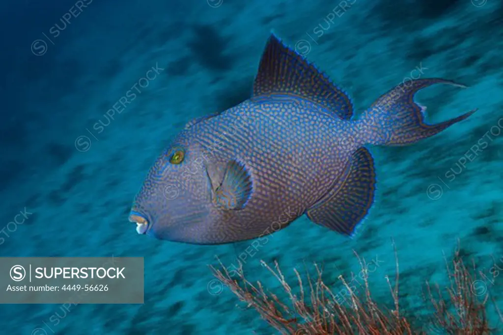 Blue Triggerfish, Pseudobalistes fuscus, Namena Marine Reserve, Fiji