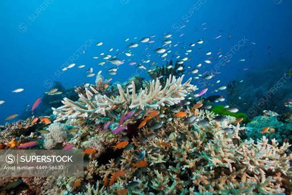 Coralfishes over Reef, Namena Marine Reserve, Fiji