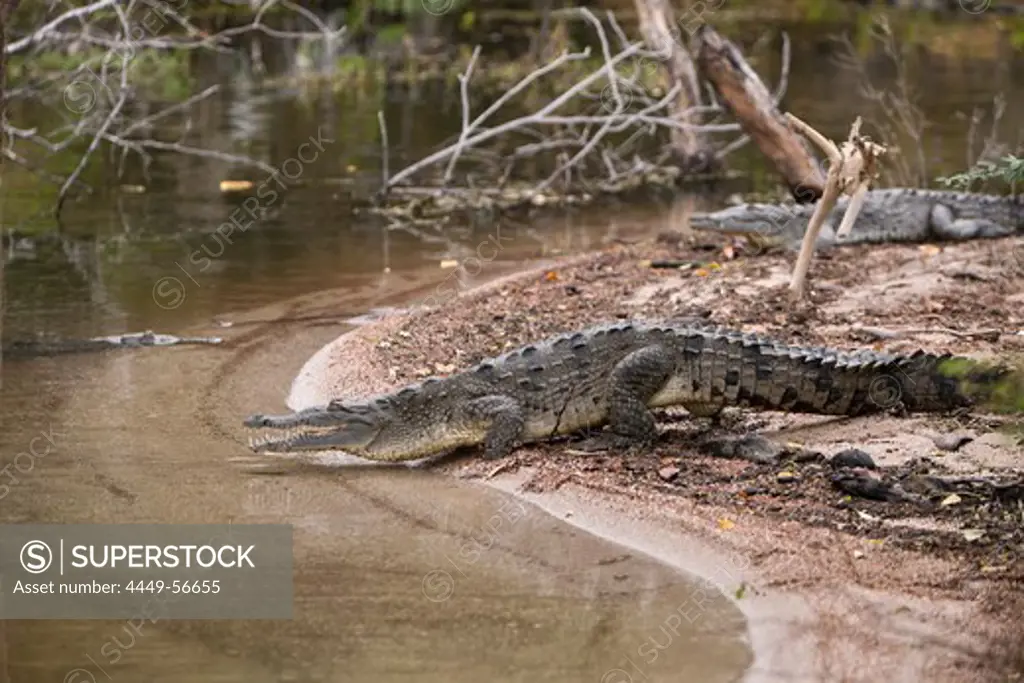 American Crocodile at Saltlake Lago Enriquillo, Crocodylus acutus, Isla Cabritos National Park, Dominican Republic