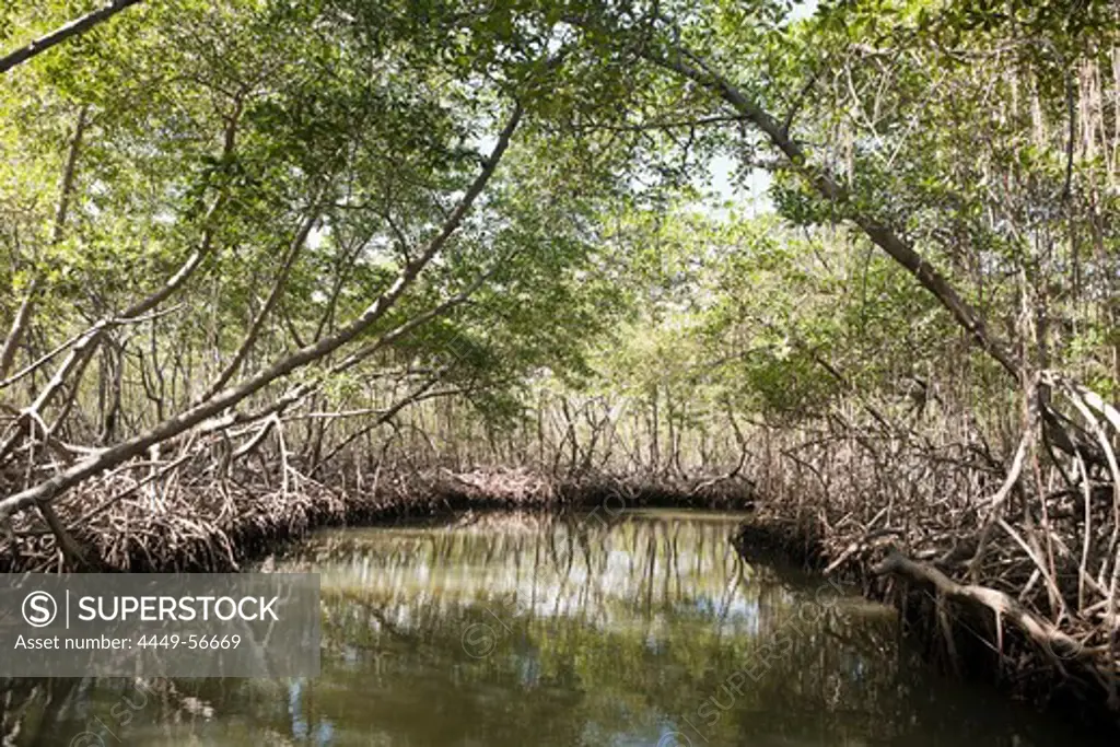 Mangroves, Rhizophora, Los Haitises National Park, Dominican Republic