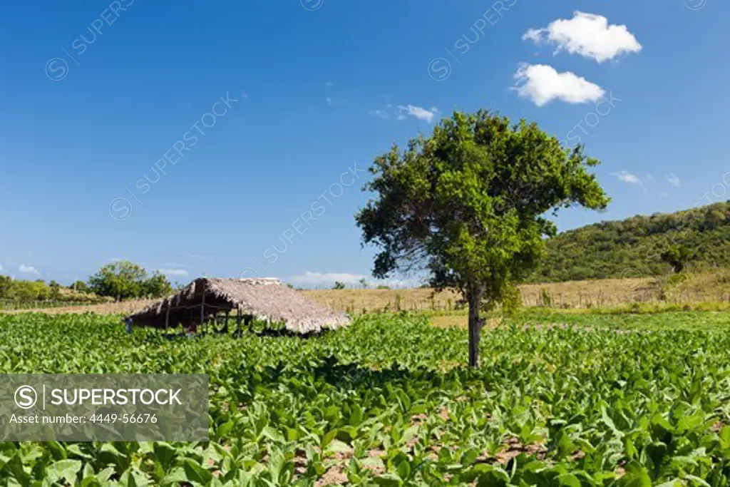 Tabacco Plantation in the Outback, Punta Rucia, Dominican Republic