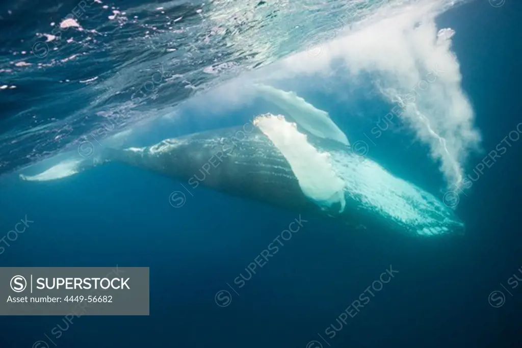 Humpback Whale, Megaptera novaeangliae, Silver Bank, Atlantic Ocean, Dominican Republic