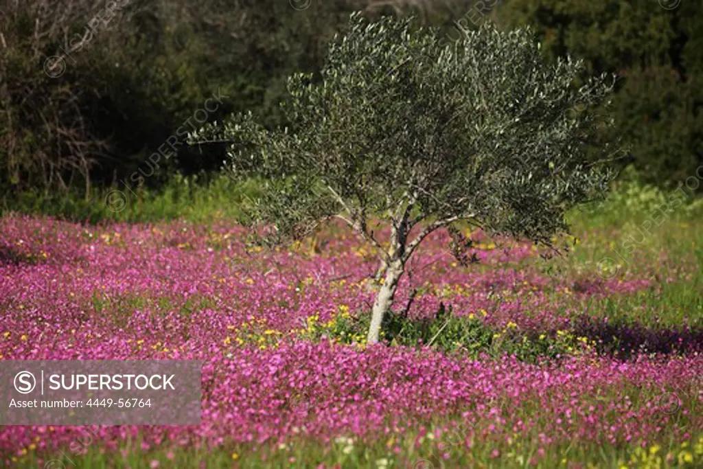 Olive tree in a field of flowers, Navarino Coast, Peloponnes, Greece