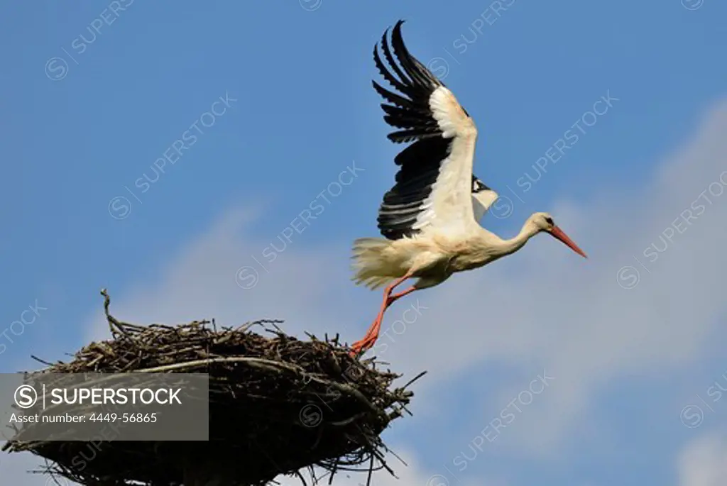 Stork at nest, Usedom, Mecklenburg-Western Pomerania, Germany