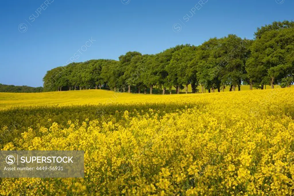 Tree-lined alley and yellow rapeseed field, near Vilmnitz, Ruegen island, Baltic Sea, Mecklenburg-West Pomerania, Germany
