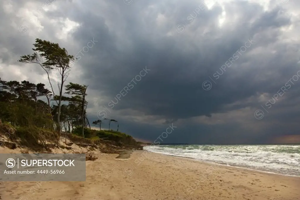 Thunderclouds over Darss west beach, Fischland-Darss-Zingst, Baltic Sea, Mecklenburg-West Pomerania, Germany