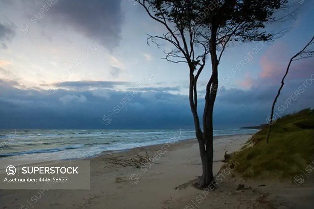 Darss West beach at dusk, Fischland-Darss-Zingst, Baltic Sea, Mecklenburg-West Pomerania, Germany