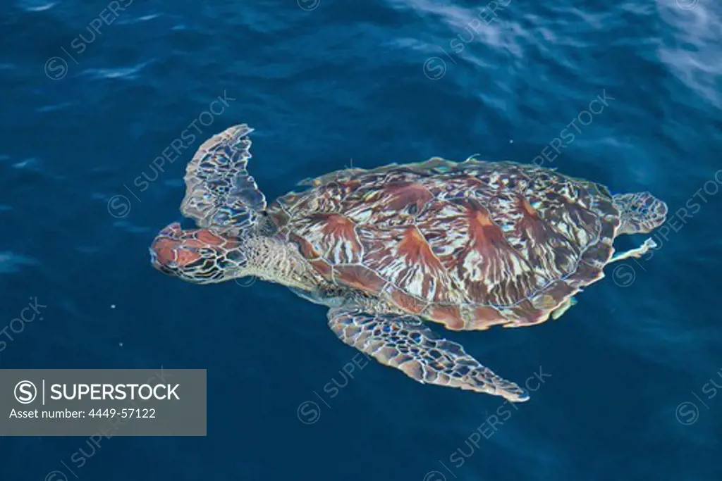 Sea turtle in the water, Andaman Sea, Indian Ocean, Similan Islands, Khao Lak, Thailand, Asia