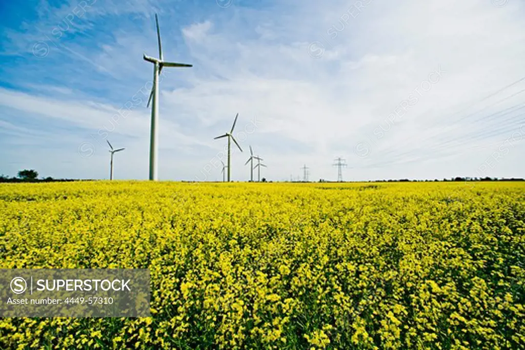 Renewable energies, windfarm in a rape field, Schleswig Holstein, Germany, Europe