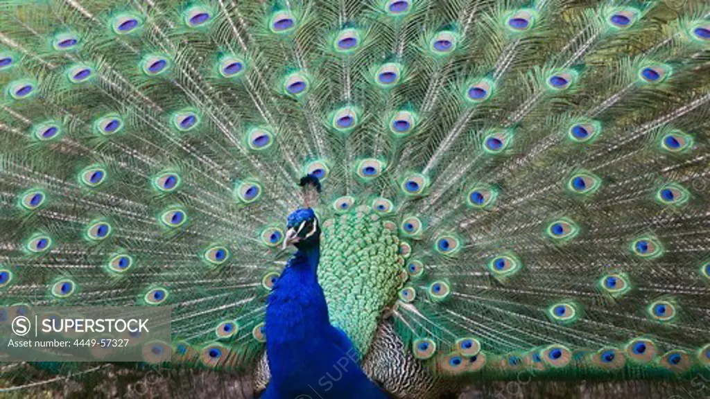 Male peacock displaying, Pavo cristatus