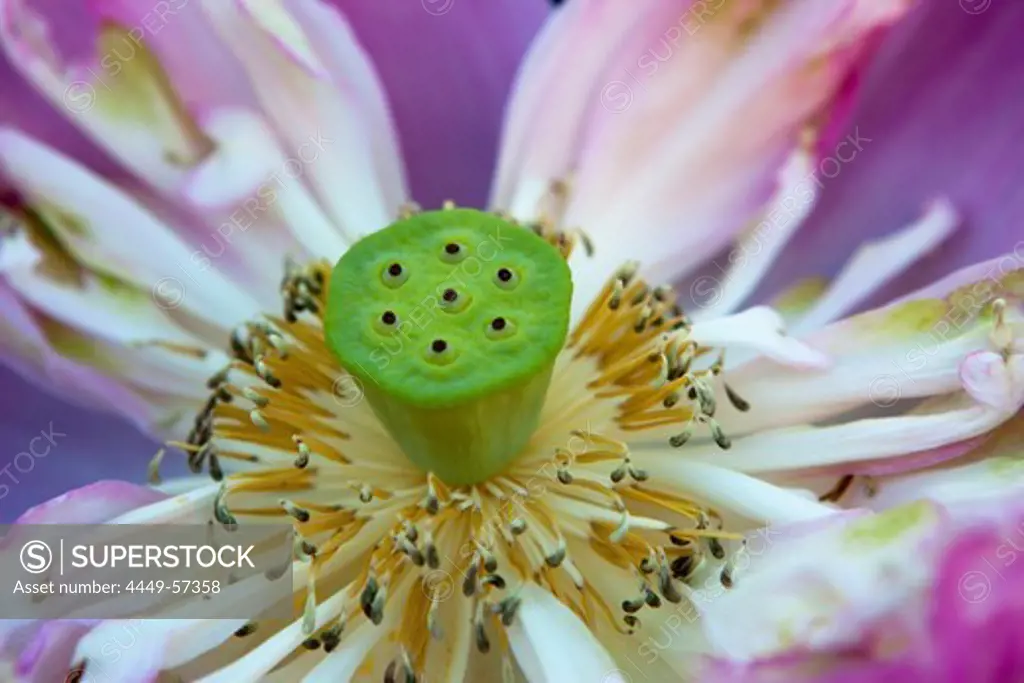 Close up of an open lotus blossom, Khao Lak, Andaman Sea, Thailand
