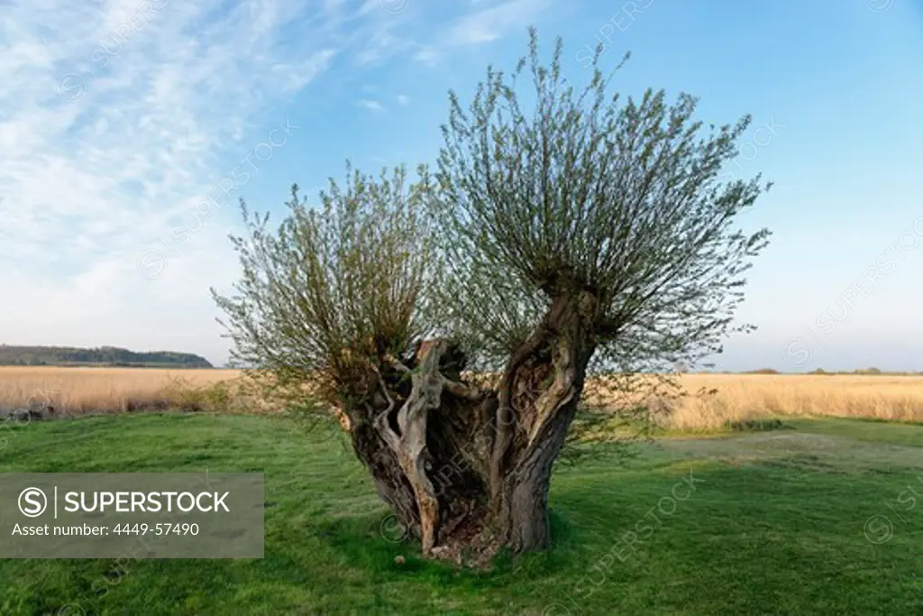 Old willow tree, Gross Zicker, Moenchgut, Island of Ruegen, Mecklenburg-Western Pomerania, Germany
