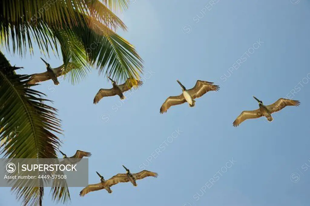 Pelicans flying over a palm tree, Cayo Levisa island, Pinar del Rio province, Cuba, Greater Antilles, Gulf of Mexico, Caribbean, Central America, America