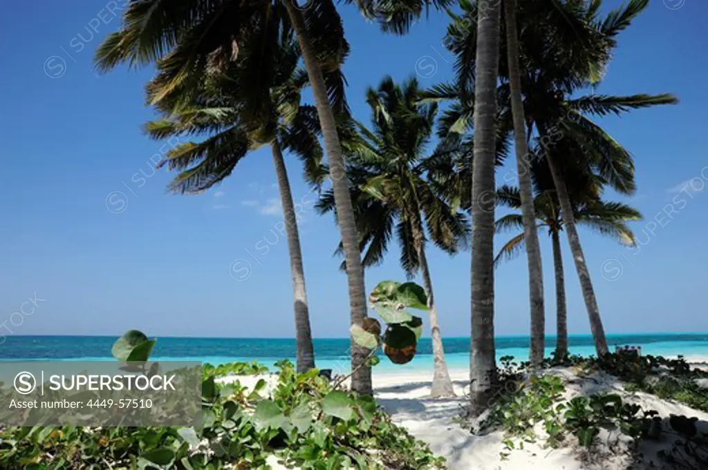 Palm trees on the beach, Cayo Levisa island, Pinar del Rio province, Cuba, Greater Antilles, Gulf of Mexico, Caribbean, Central America, America