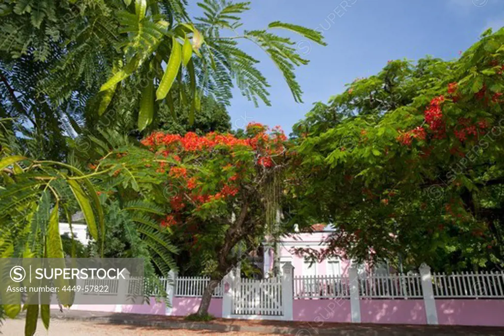Mimosa trees at a fence, Paquetá Island in the Guanabara Bay in Rio de Janeiro, Brazil, South America, America