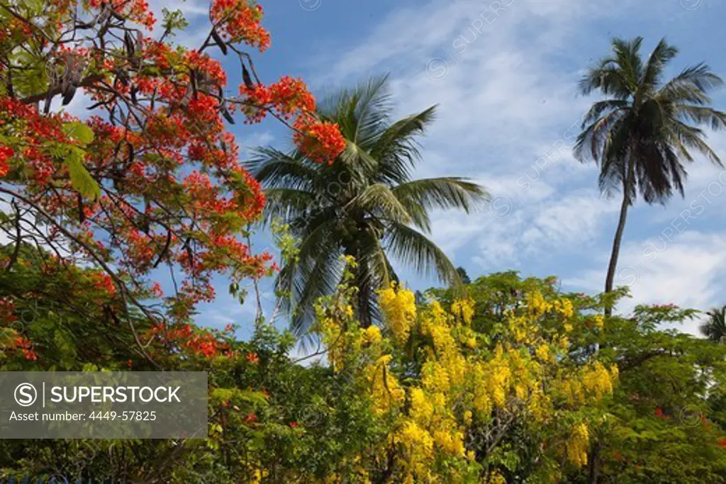 Blooming mimosa tree and laburnum at Paquetá Island in the Guanabara Bay in Ri, Brazil, South America, America