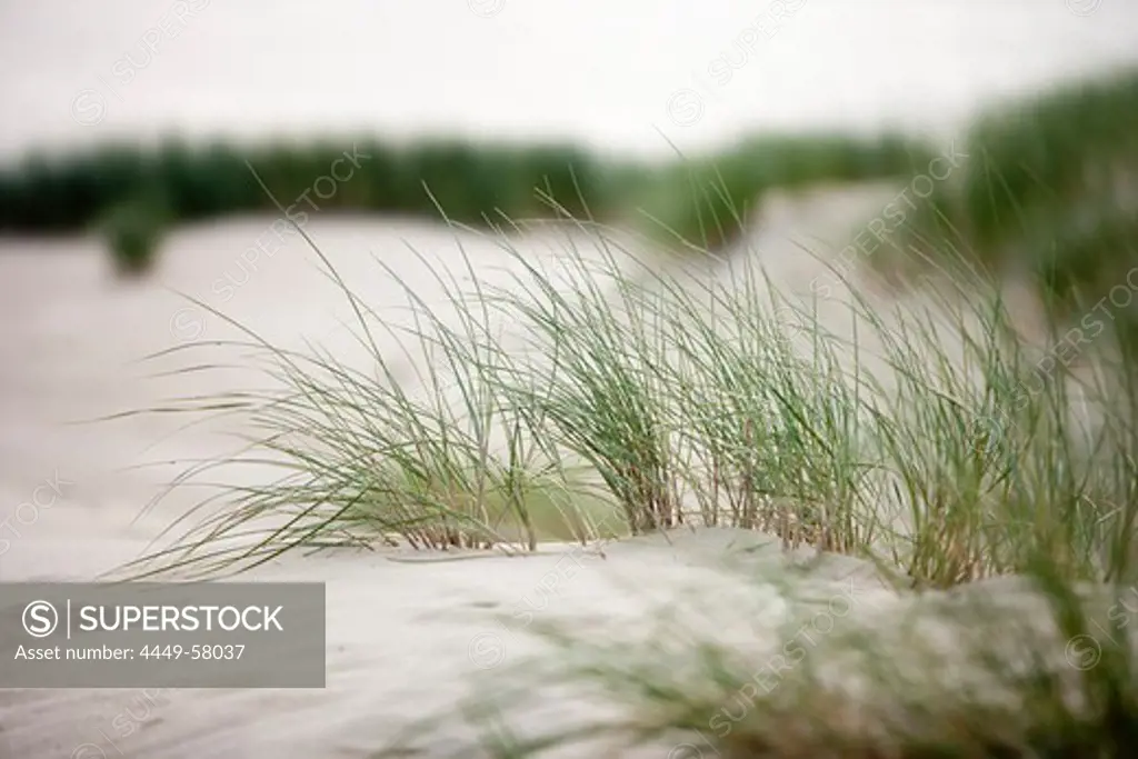 Grasses on sand dune on Curonian Spit, near Klaipeda, Klaipedos, Lithuania