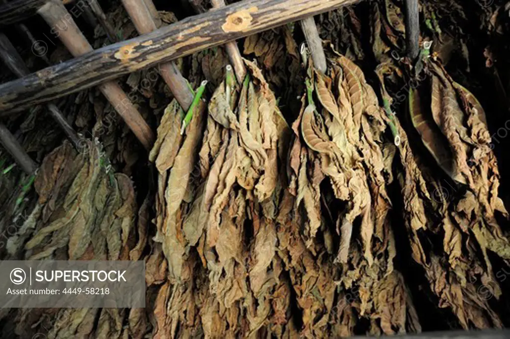 Dried tobacco leaves, tobacco plantation, Parador las Barrigonas, Pinar del Rio province, Cuba, Greater Antilles, Caribbean, Central America, America