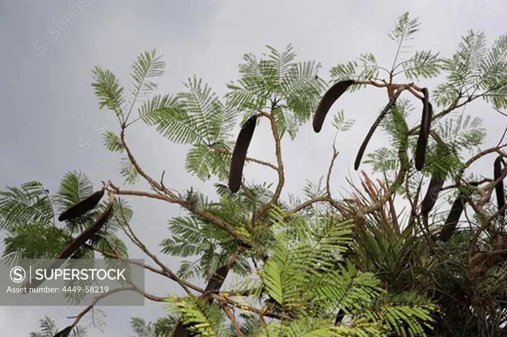 Pods on a tree, Valle de Vinales, Pinar del Rio province, Cuba, Greater Antilles, Caribbean, Central America, America