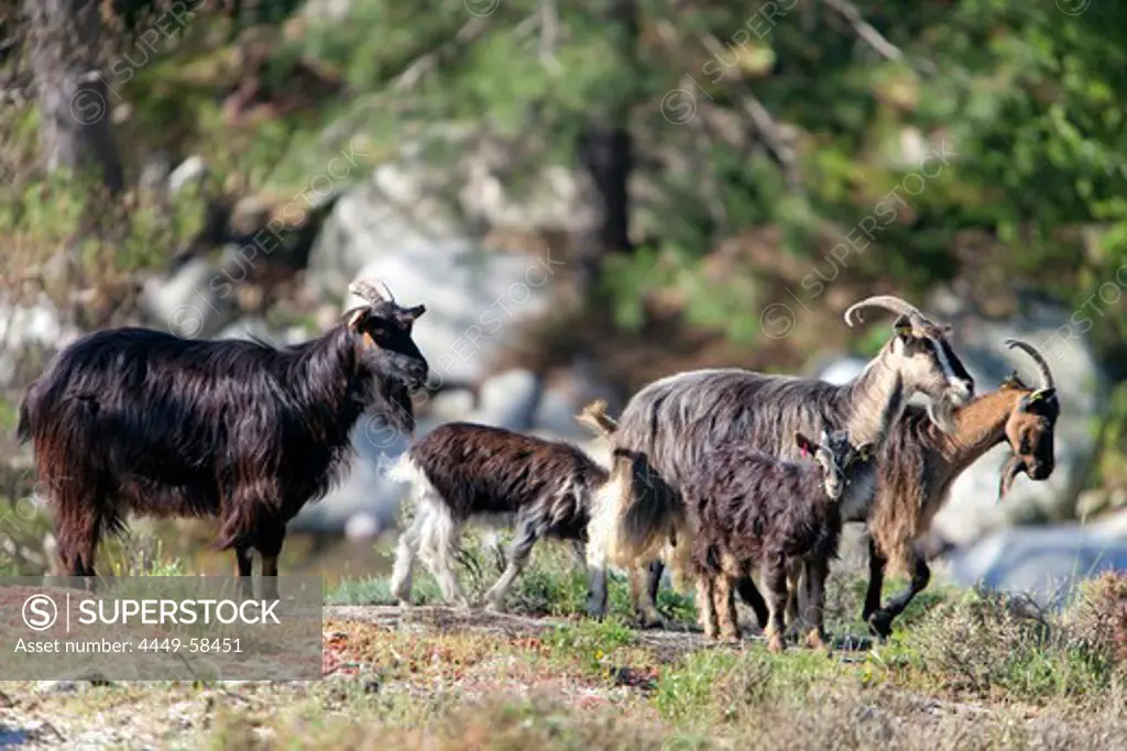 Goats on the Mare-a-Mare North trail, zwischen Alberta and Ciatterinu, Niolo Plateau, Corsica, France