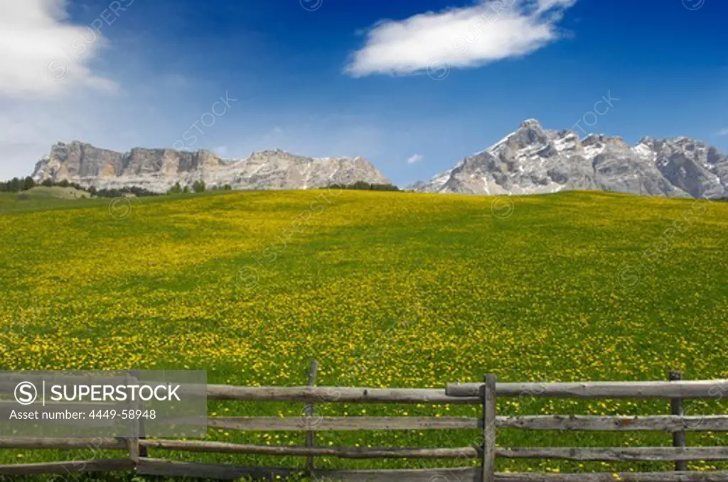 Flower meadow in front of mountains in the sunlight, St. Kassian, Gader valley, Alto Adige, South Tyrol, Italy, Europe