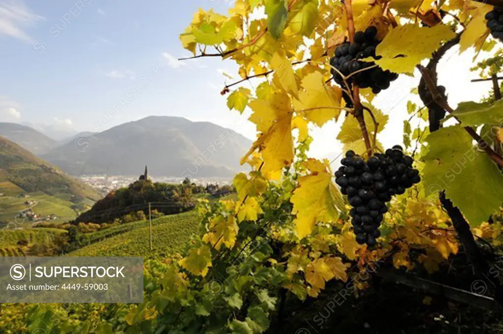 Rape grape in autumn, St Georg, Alto Adige, South Tyrol, Italy