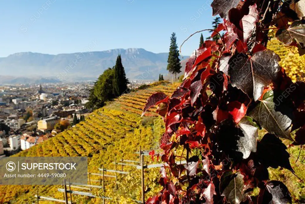 Vineyards in the sunlight, Bolzano, South Tyrol, Alto Adige, Italy, Europe