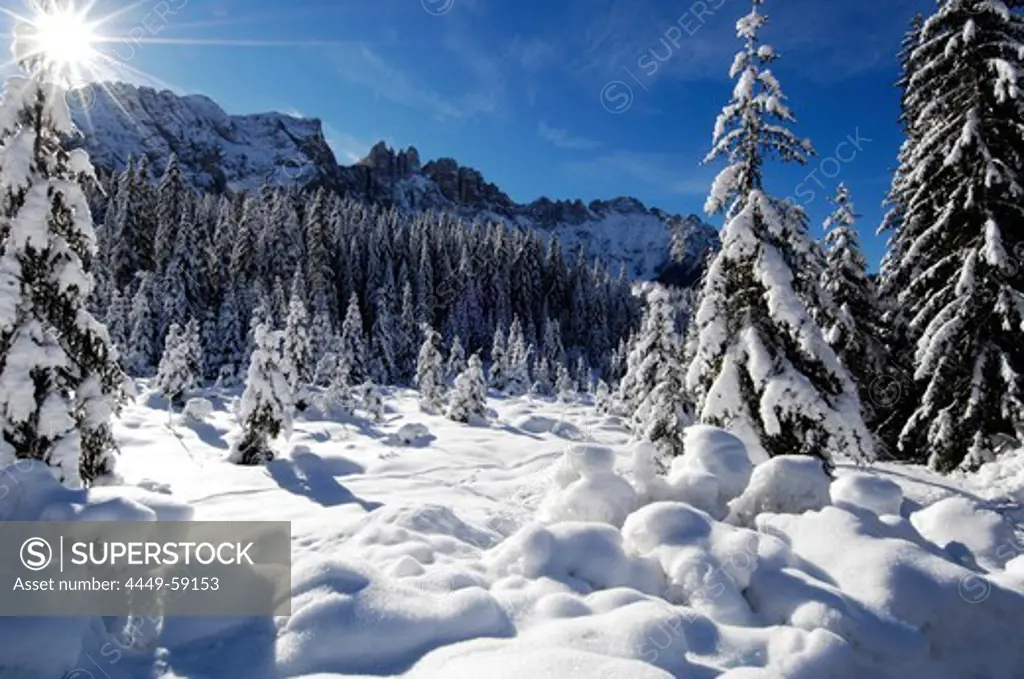 Snowy spruce forest in the sunlight, Latemar, Eggental valley, Dolomites, South Tyrol, Alto Adige, Italy, Europe