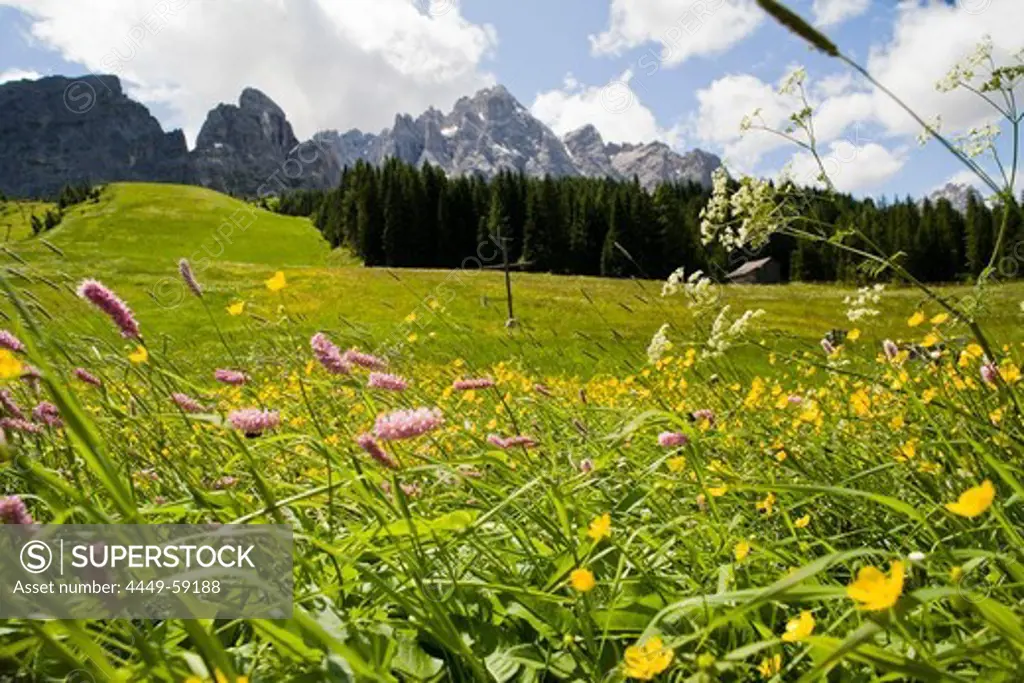 Flower meadow in front of mountains under cloudy sky, Sexten Dolomites, South Tyrol, Alto Adige, Italy, Europe