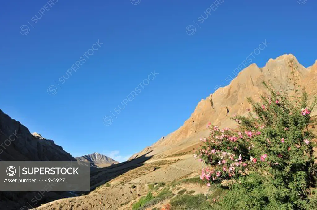 Valley leading up to pass, Sirsir La, between Honupatta and Photoksar, Zanskar Range Traverse, Zanskar Range, Zanskar, Ladakh, India