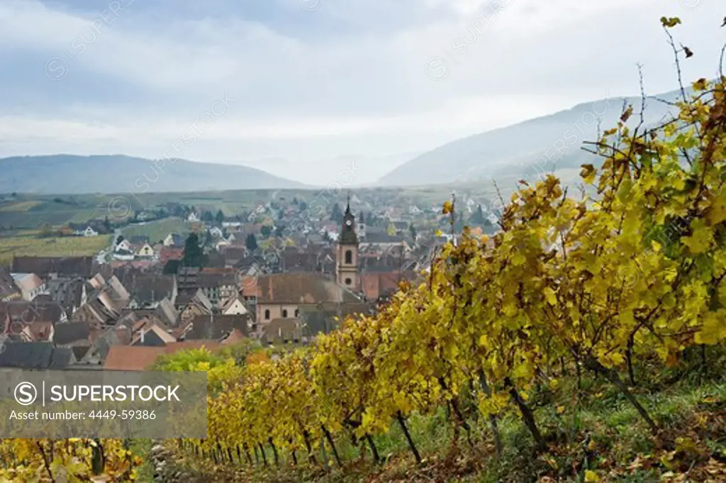 Vineyards near Riquewihr, near Colmar, Alsace, France
