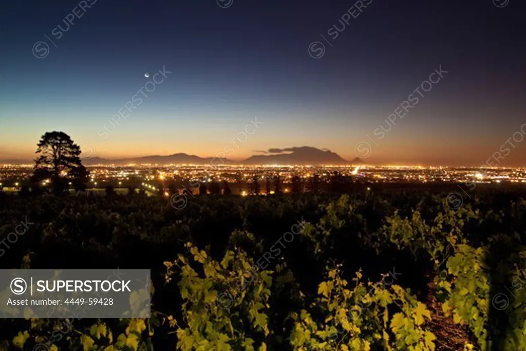 View onto vineyards of the winery Saxenburg towards Table Mountain at dusk, Stellenbosch, Western Cape, South Africa